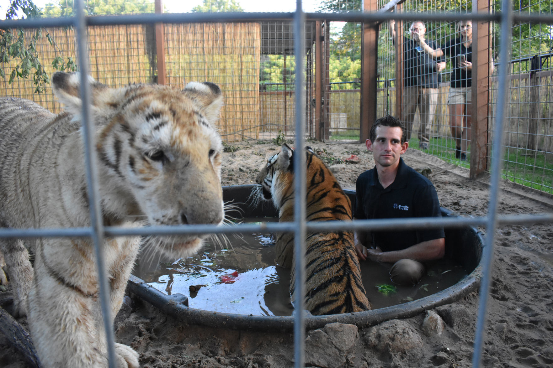Ryan sits in tigers' pool